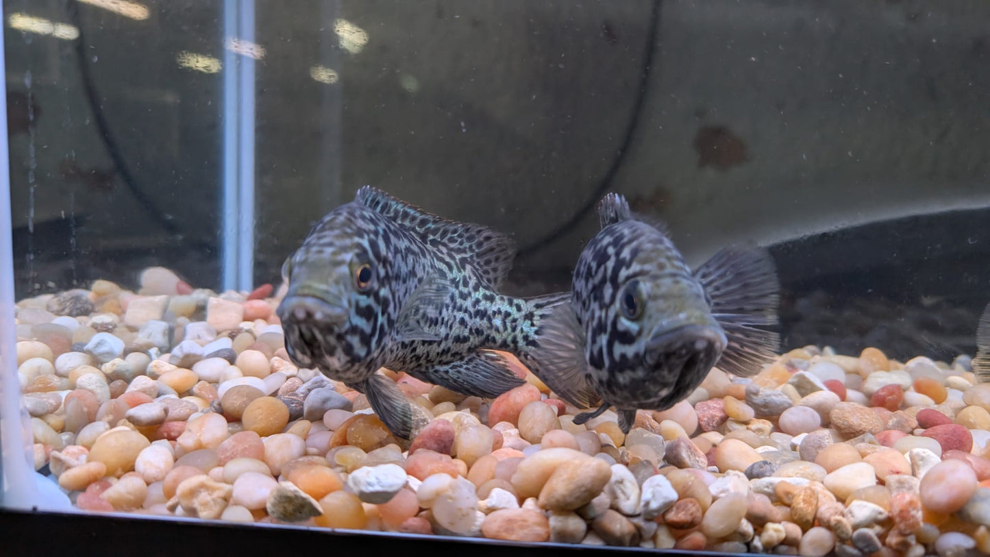 Cuban Cichlid