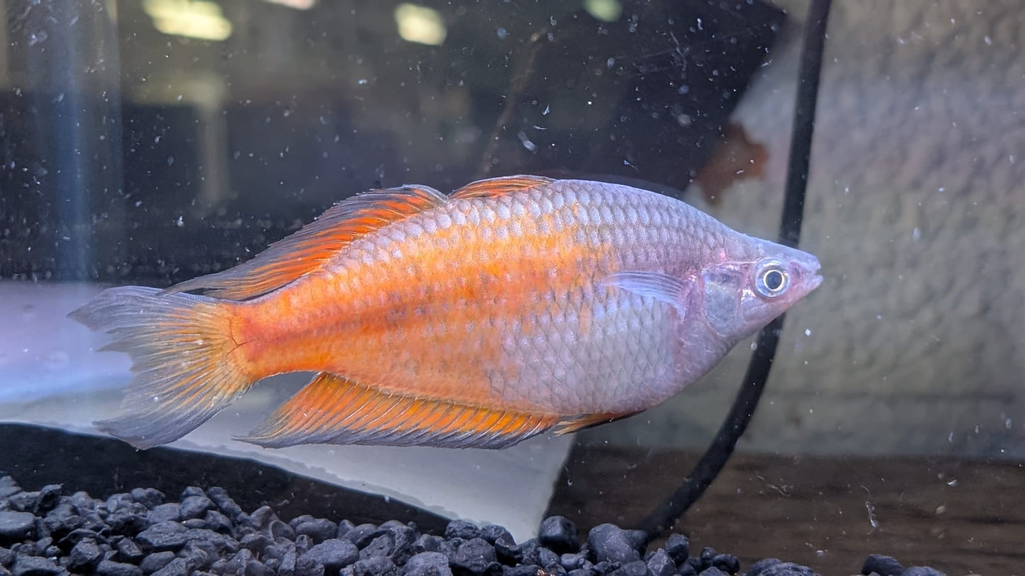 Boesmani Rainbowfish