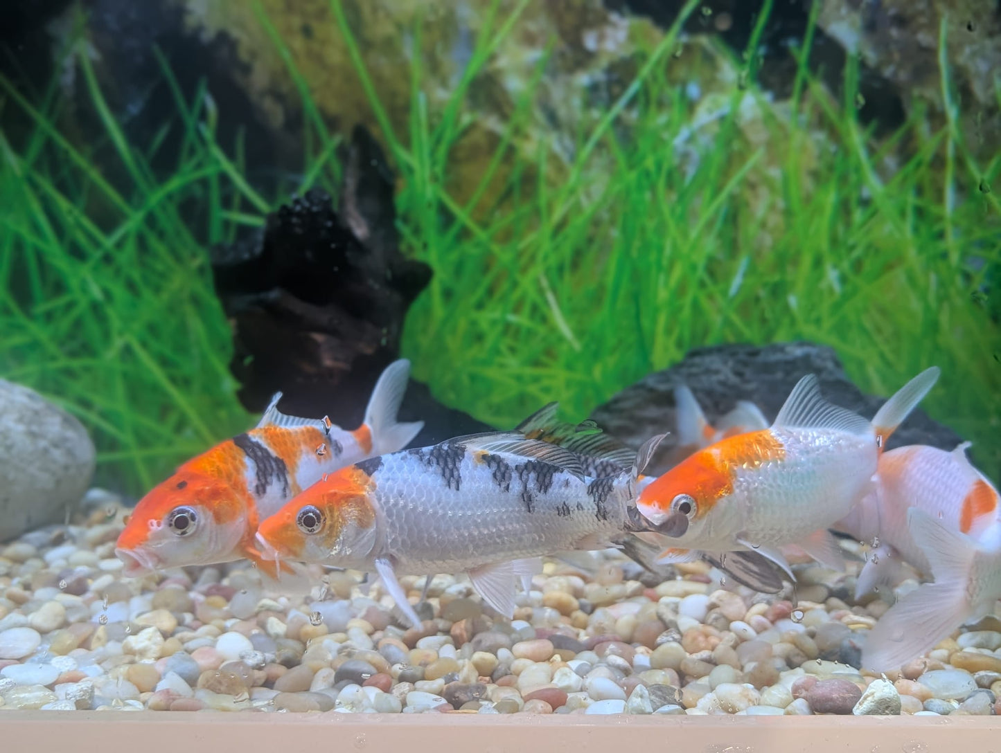 Koi, Kohaku and Sanke