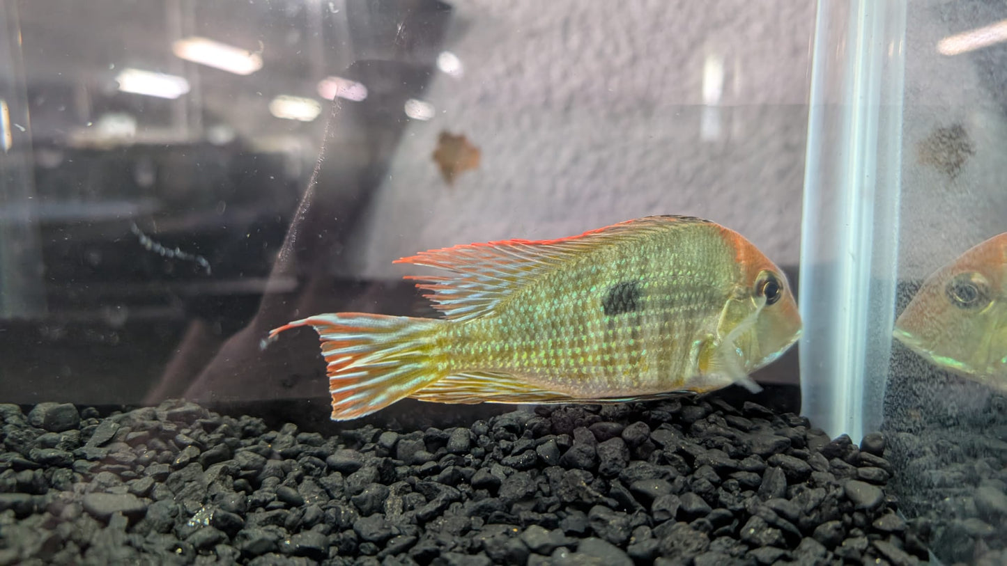 Red Head Tapajos