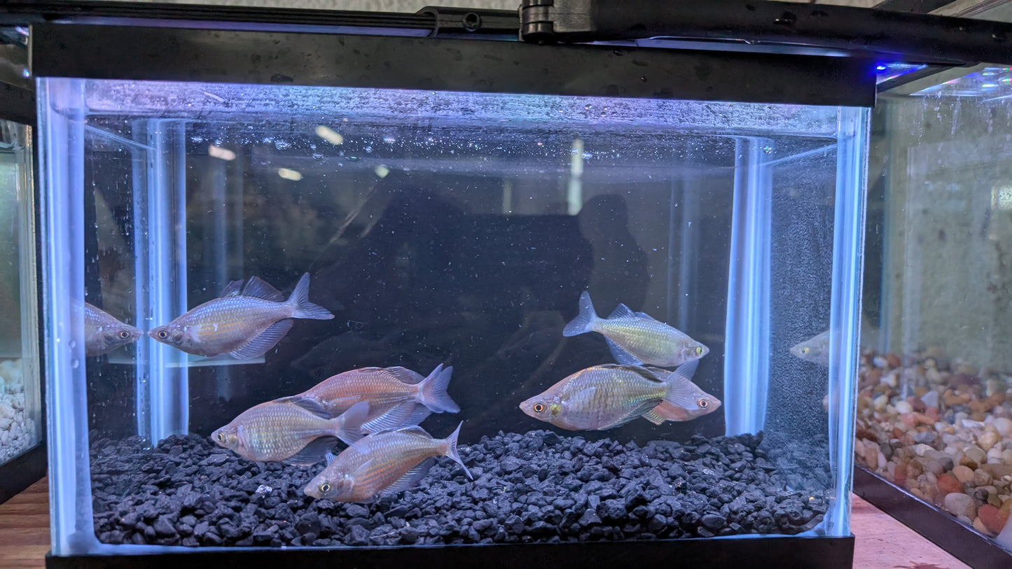 Emerald Rainbowfish (Wanamensis Rainbowfish)