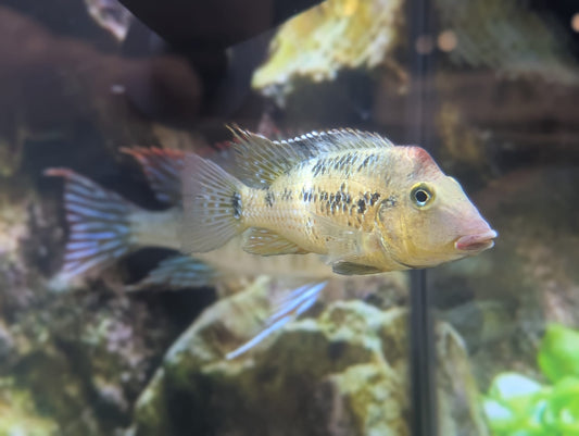 Red Hump Eartheater (Geophagus steindacneri)