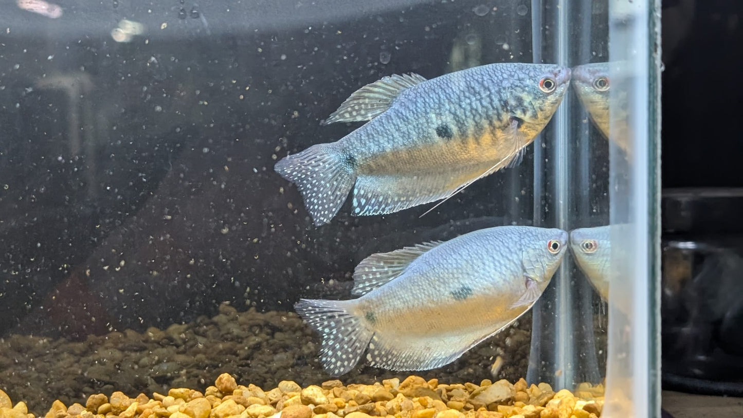 Blue Gourami