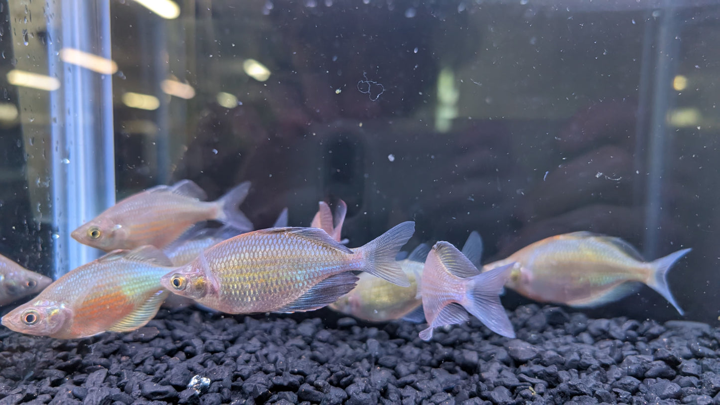 Emerald Rainbowfish (Wanamensis Rainbowfish)