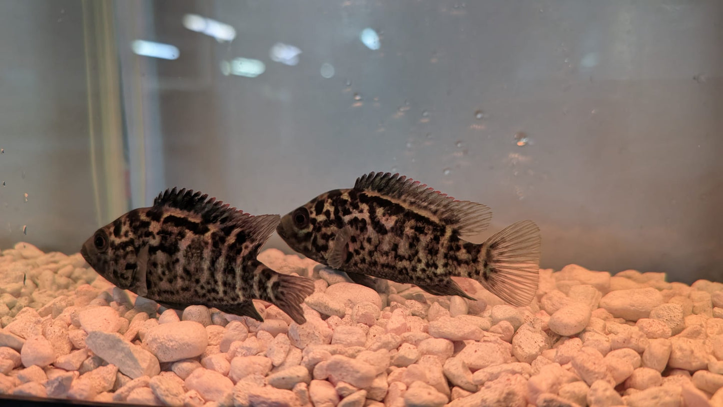 Cuban Cichlid