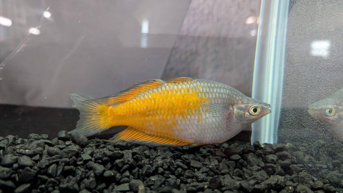 Boesmani Rainbowfish
