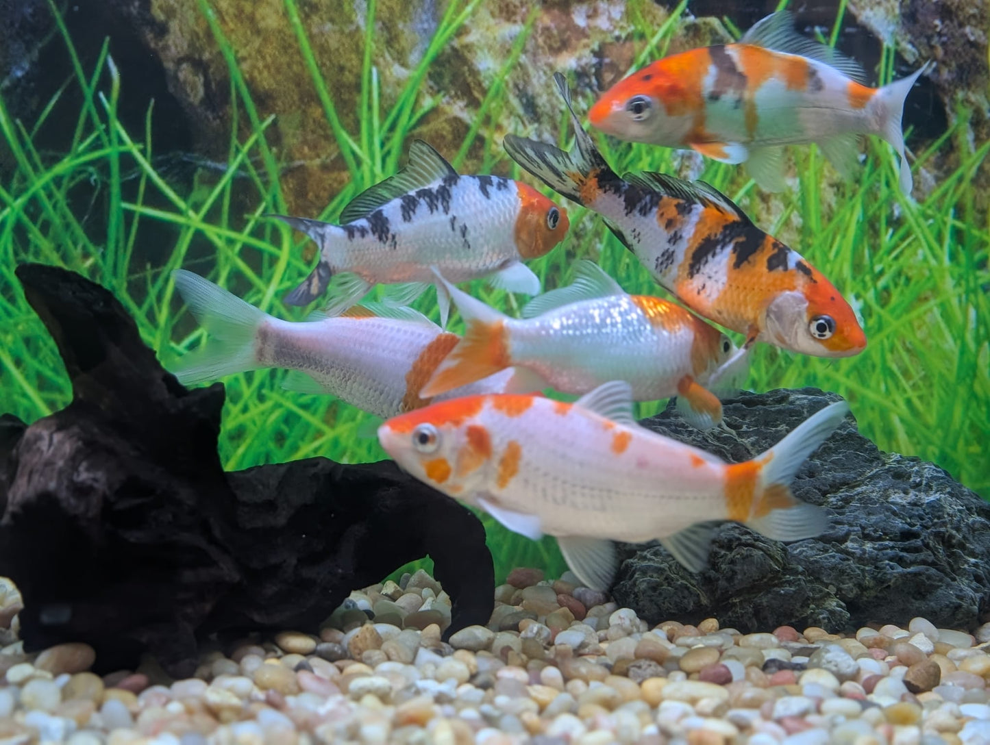 Koi, Kohaku and Sanke