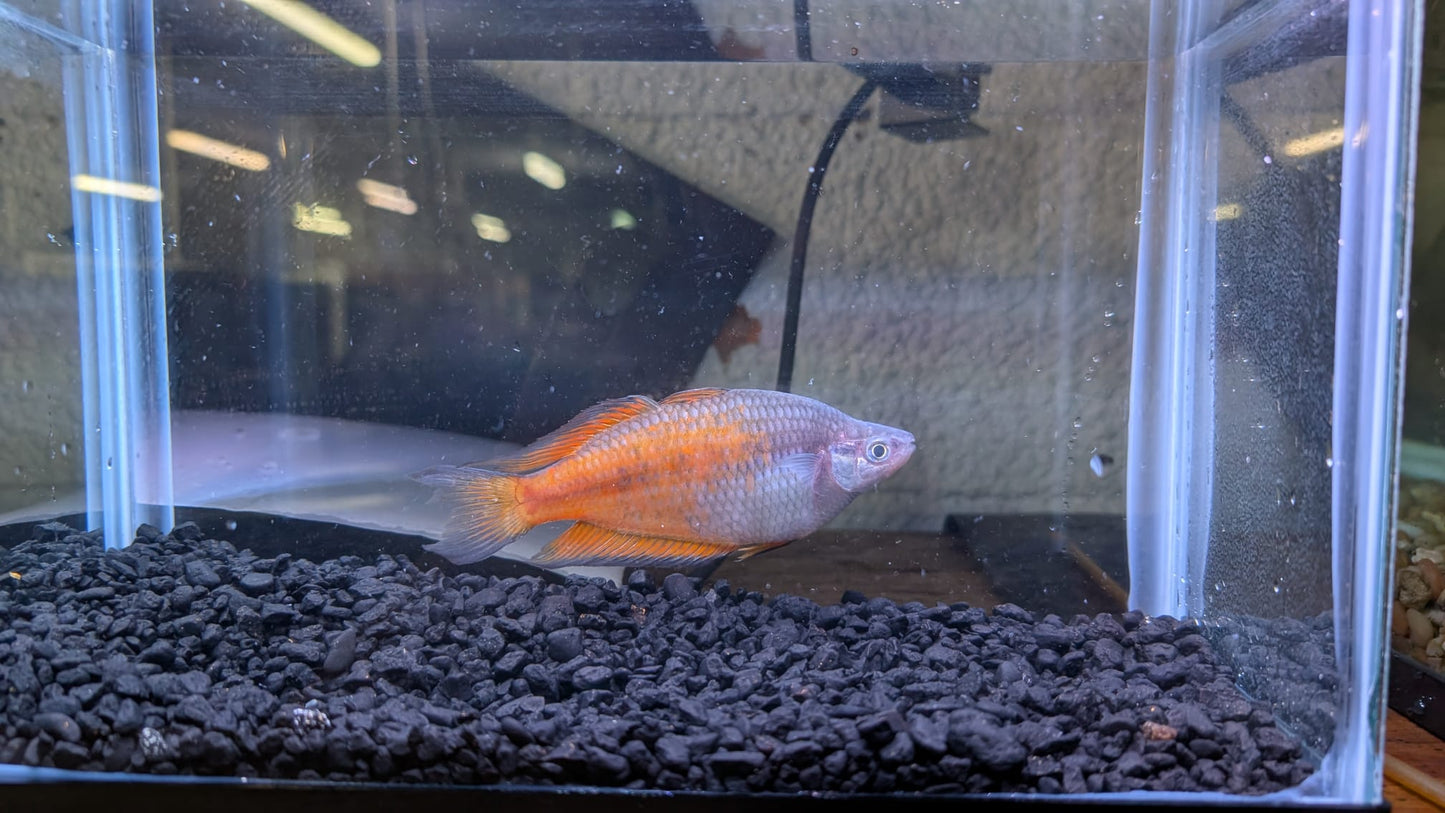 Boesmani Rainbowfish