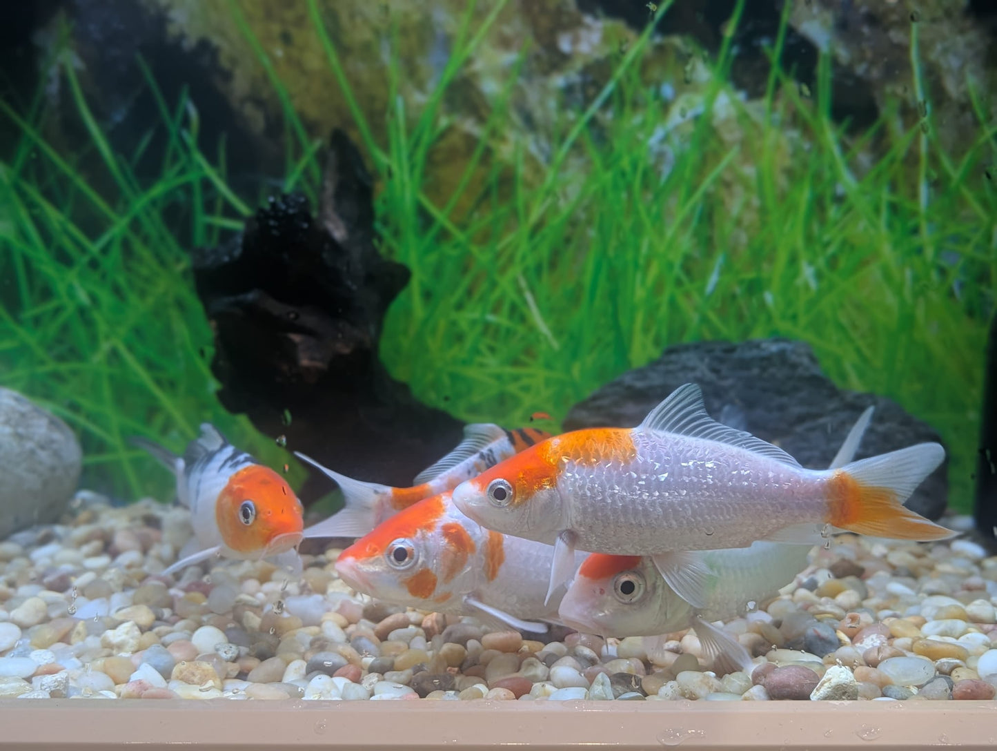 Koi, Kohaku and Sanke