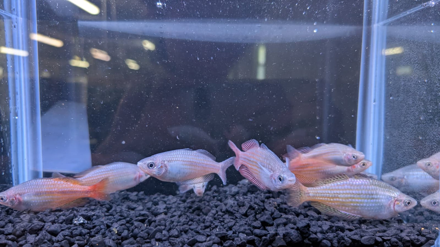 Deepwater Creek Rainbowfish