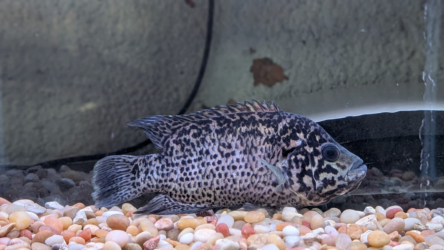 Cuban Cichlid