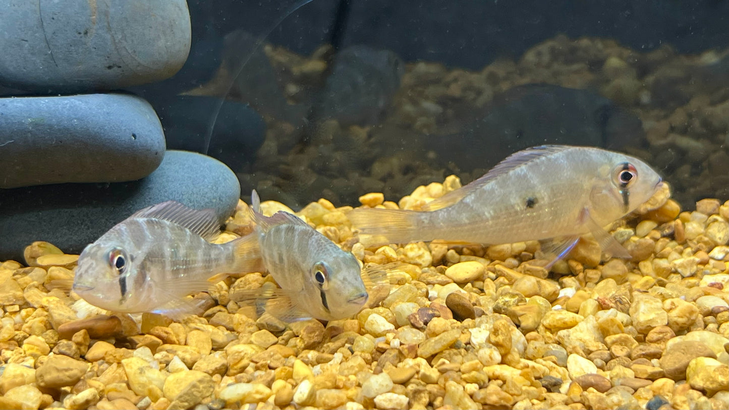 Threadfin Acara