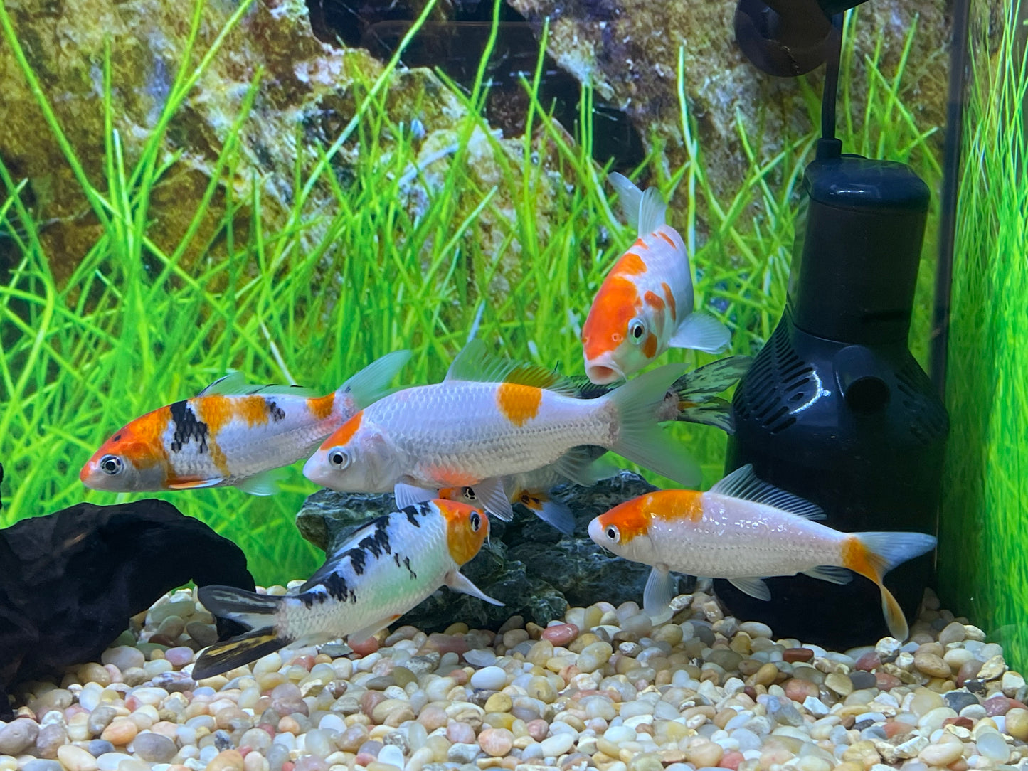 Koi, Kohaku and Sanke