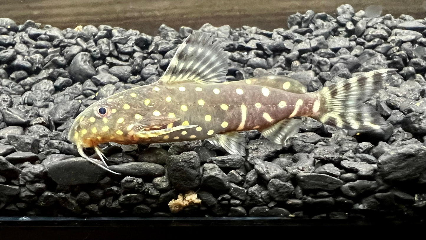 Synodontis angelicus