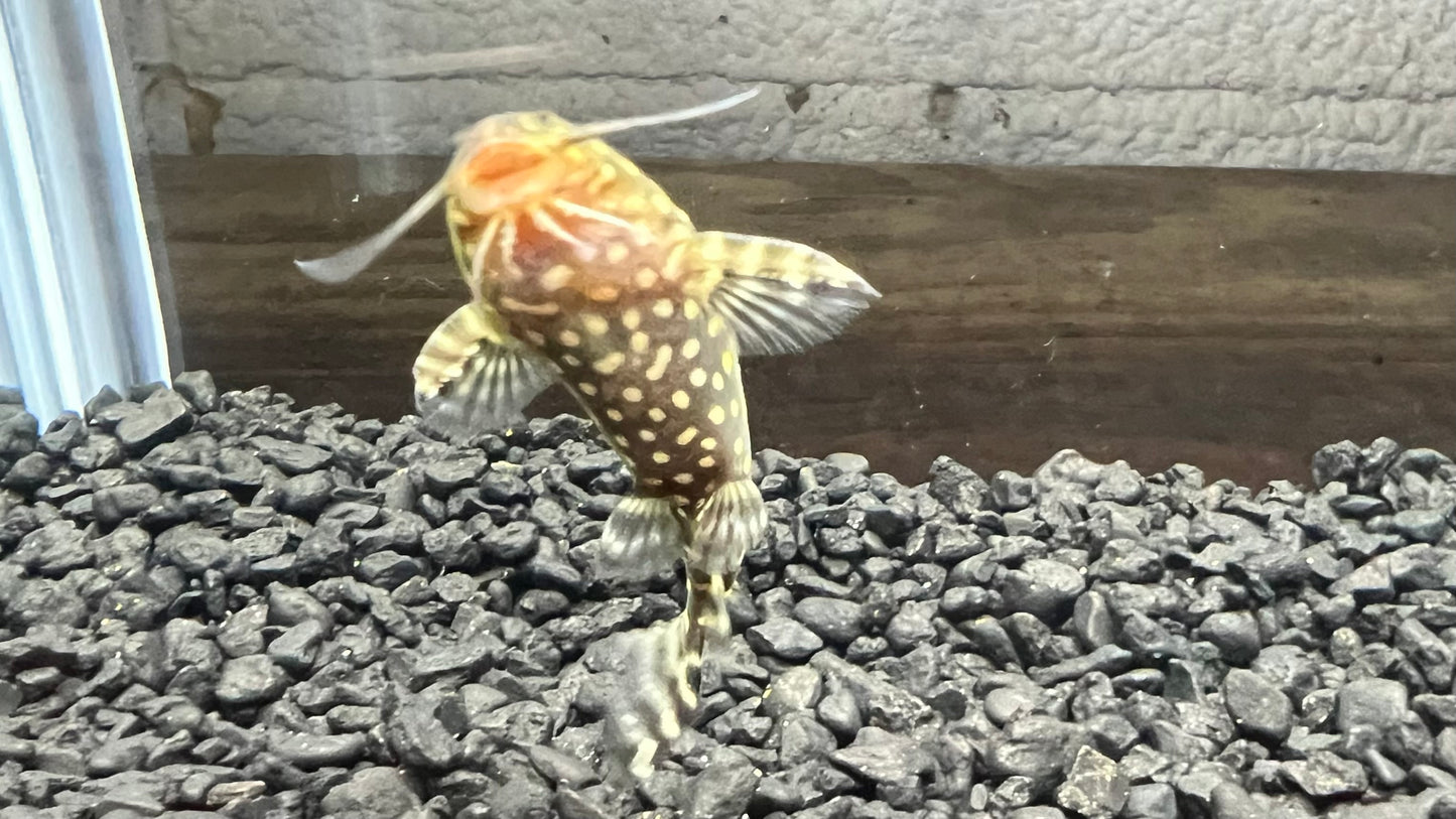 Synodontis angelicus