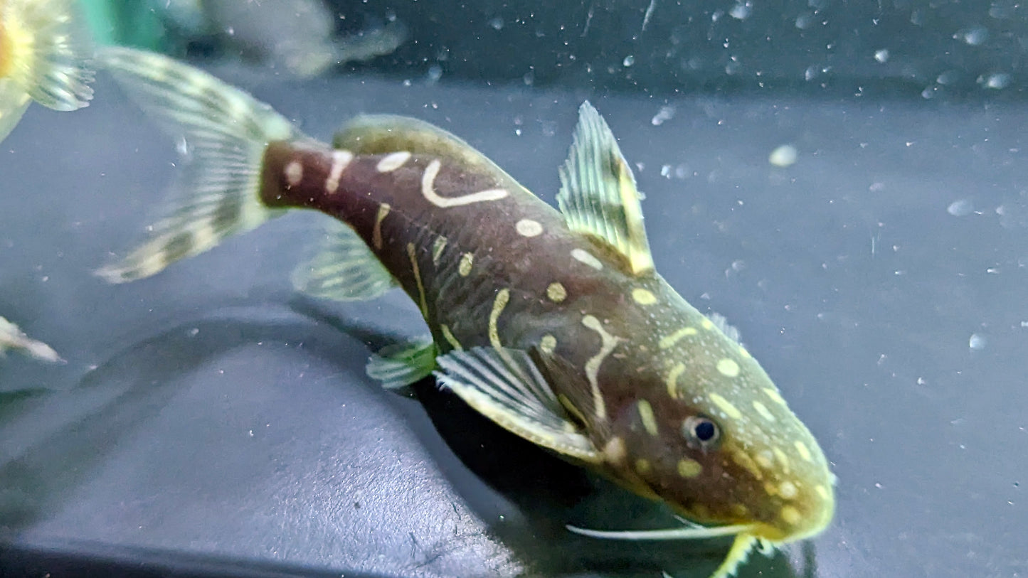 Synodontis angelicus
