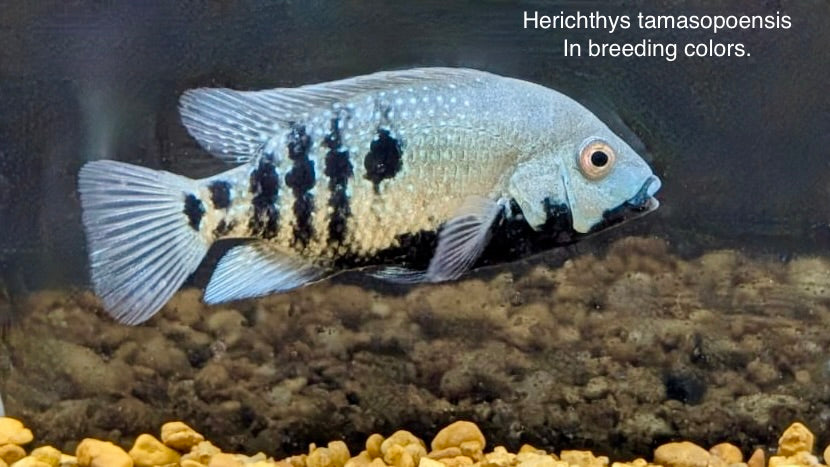 Tamasopo in full breeding colors