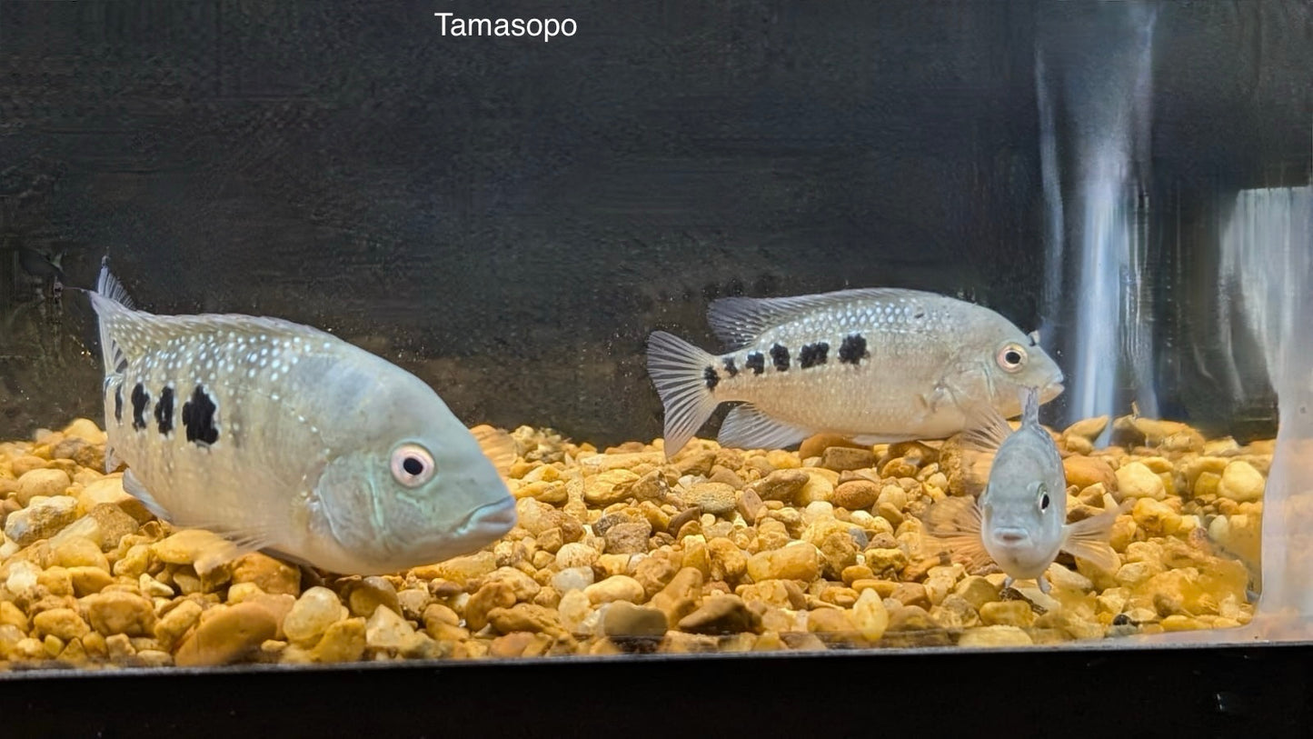 Tamasopo Cichlid (Herichthys Tamasopoensis)