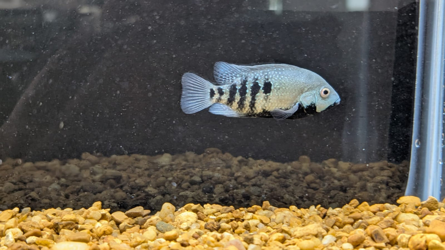 Herichthys tamasopo, Tamasopo Cichlid in breeding colors.