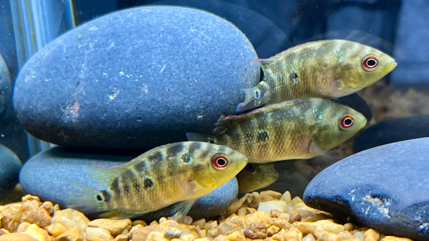 Three Spot Cichlid