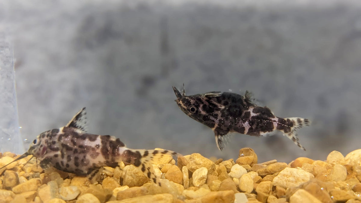 Upside Down Catfish (Synodontis nigriventris)