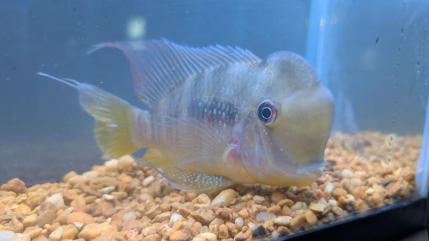 Gymnogeophagus balzanii