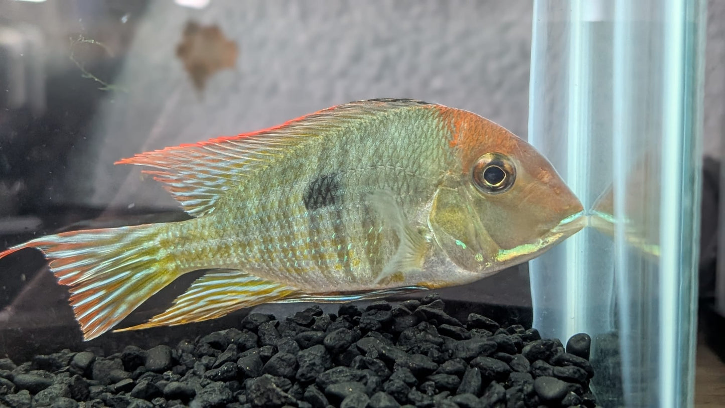 Red Head Tapajos
