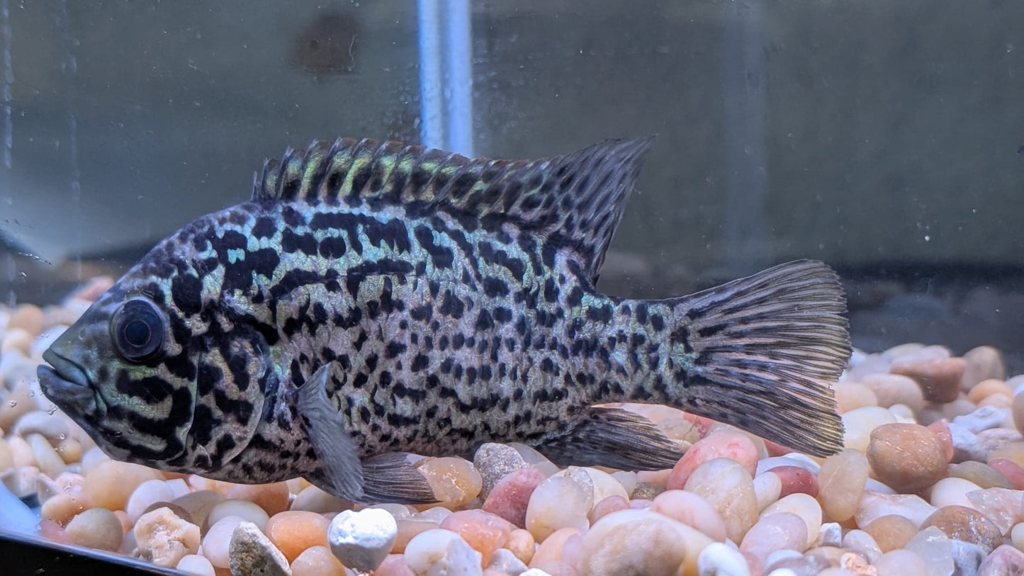 Cuban Cichlid