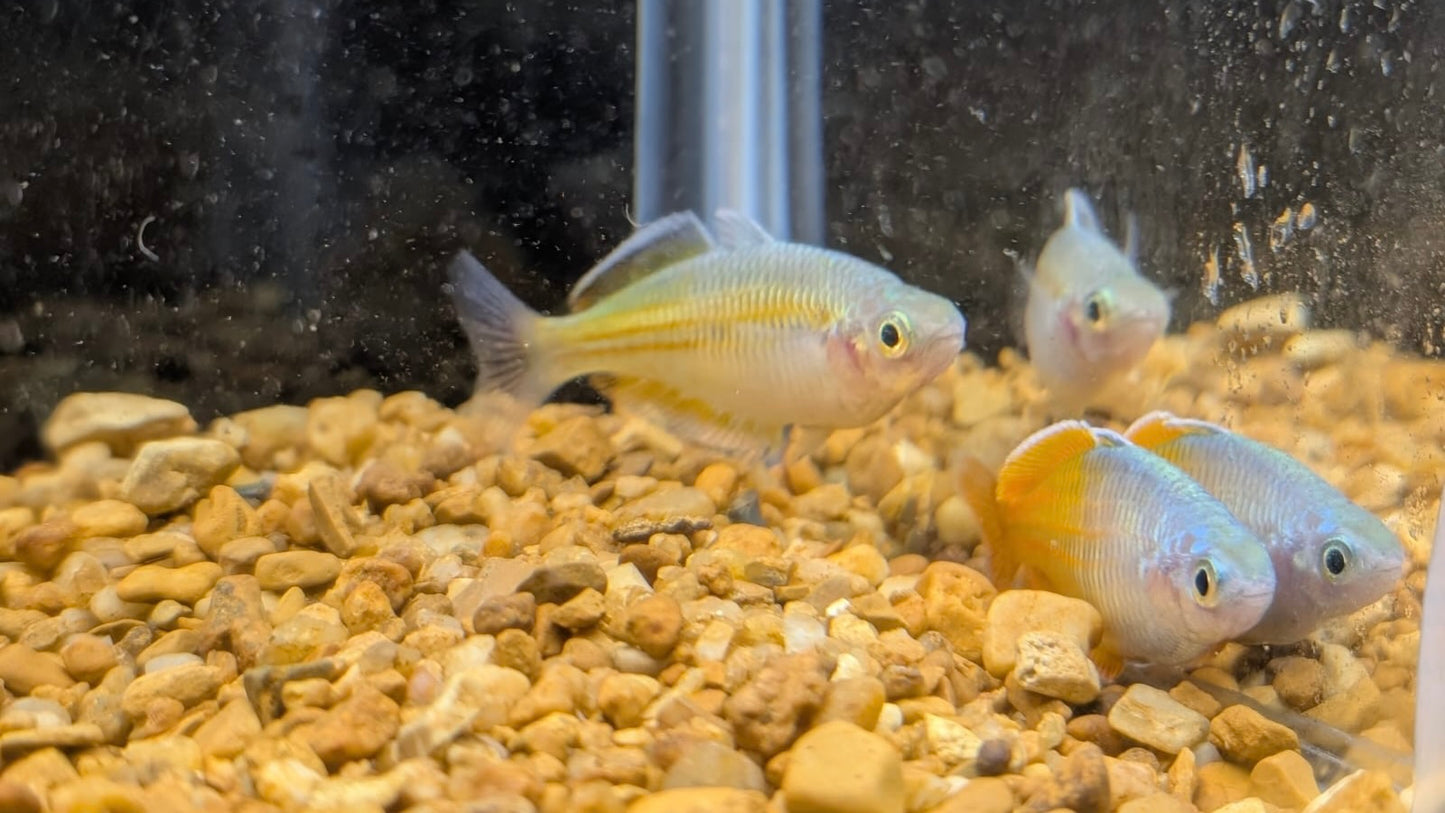 Boesmani Rainbowfish