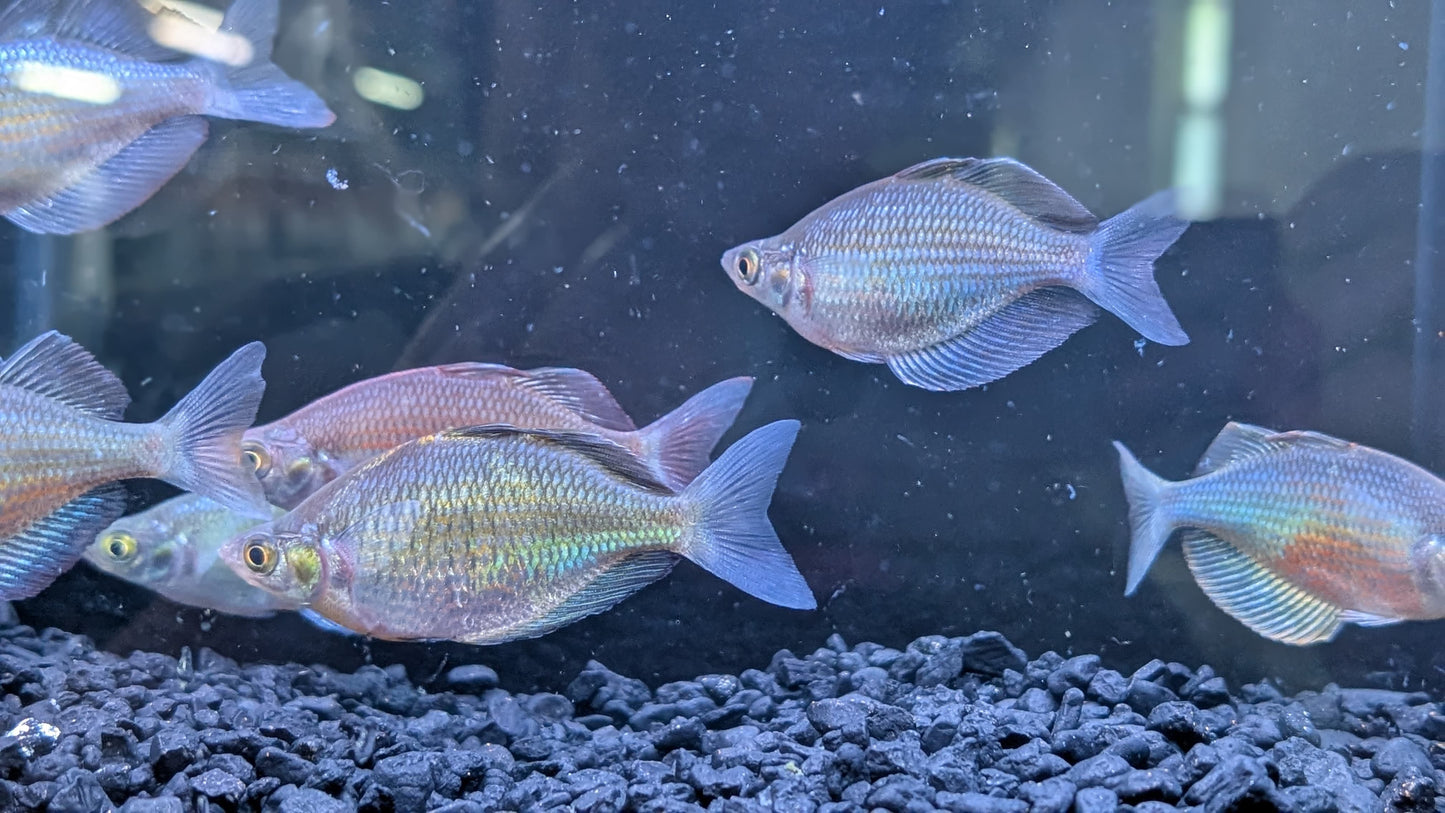 Emerald Rainbowfish (Wanamensis Rainbowfish)