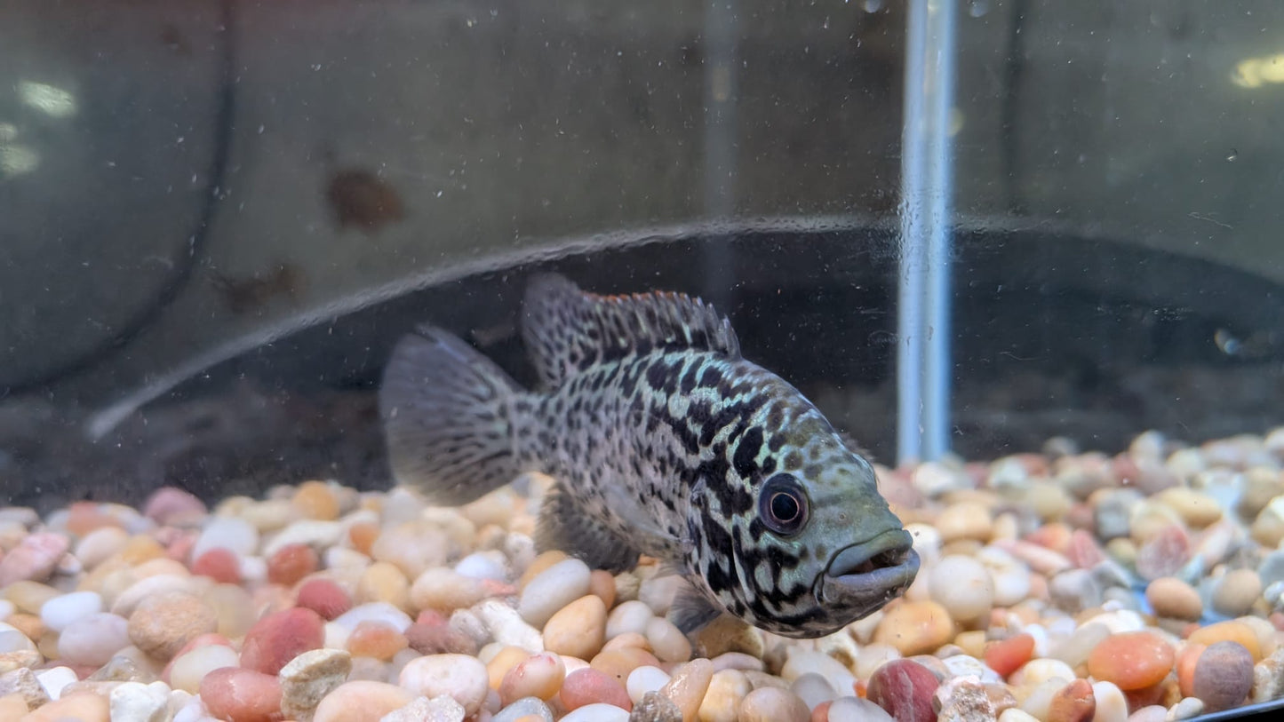 Cuban Cichlid