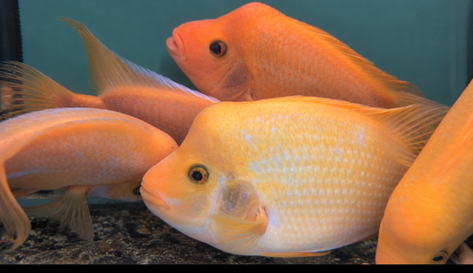 Midas Cichlid (Amphilophus citrinellus)