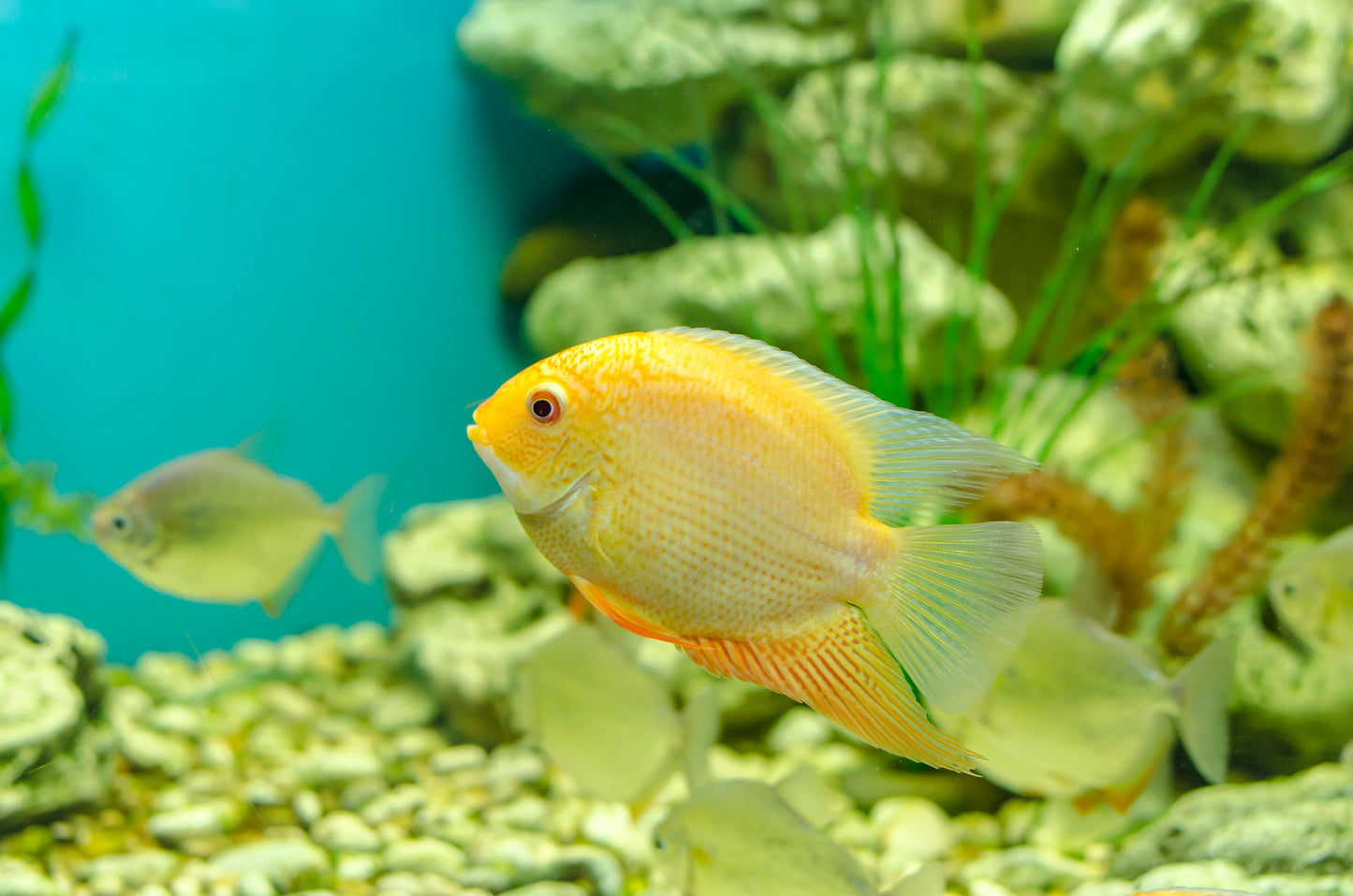 Gold Severum