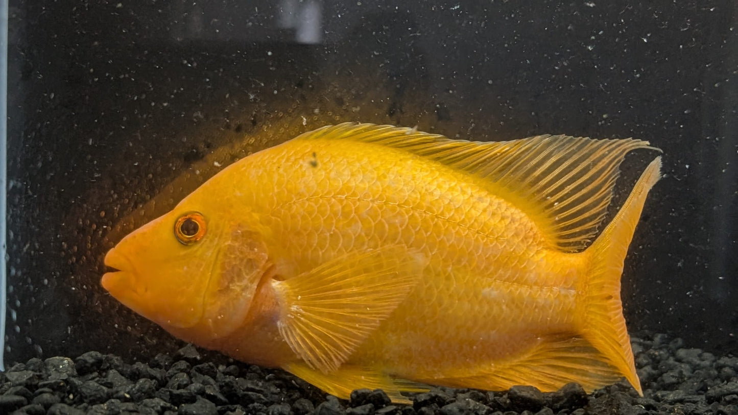 Red Devil