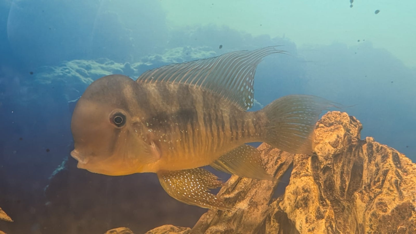 Gymnogeophagus balzanii