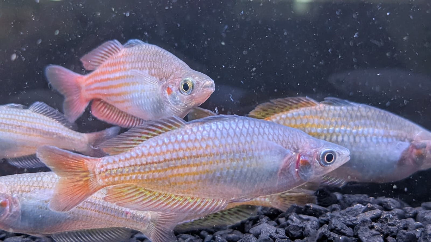Deepwater Creek Rainbowfish