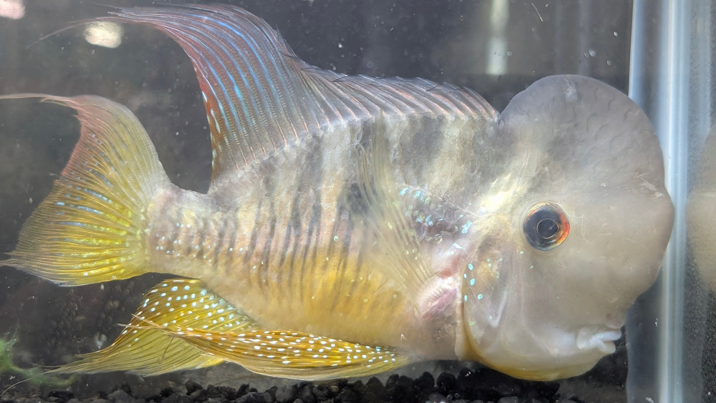 Gymnogeophagus balzanii