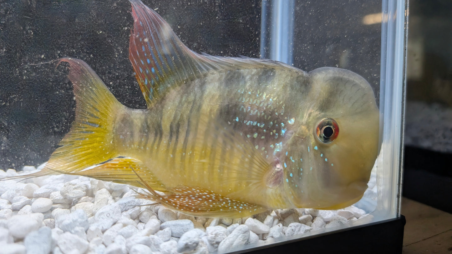 Gymnogeophagus balzanii