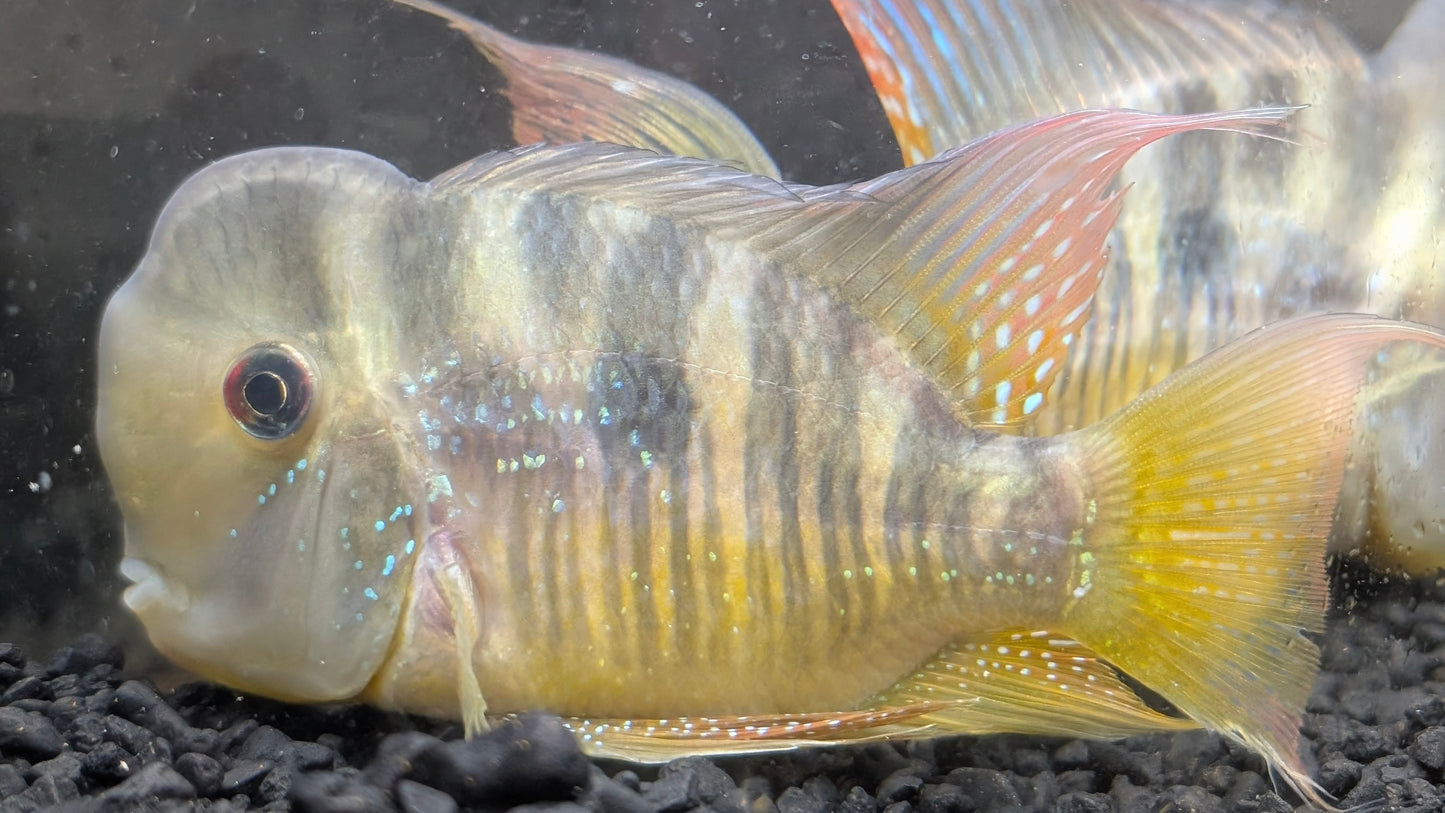 Gymnogeophagus balzanii