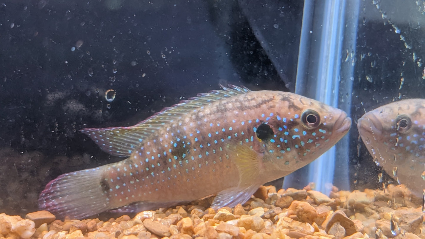 Moanda Jewel Cichlid