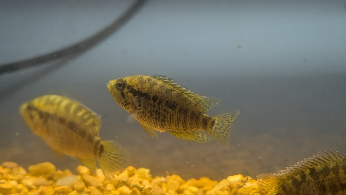 Yellow Jacket Cichlid