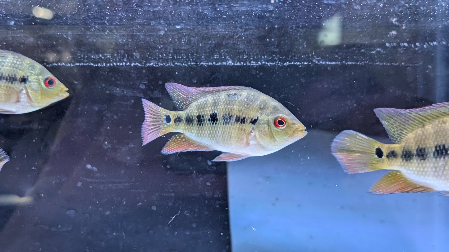 Lyonsi Cichlid