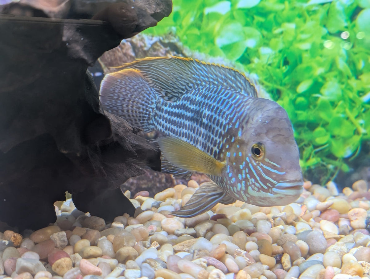 Terror Fish Types Green Terror Cichlid for Sale - Andinoacara rivulatus - The Fish Farmer ...