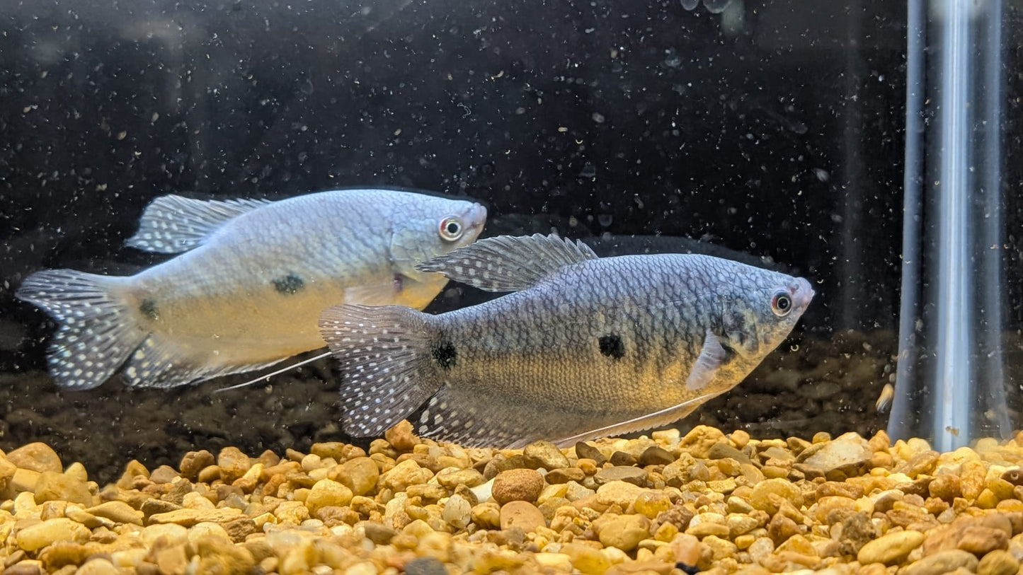 Blue Gourami
