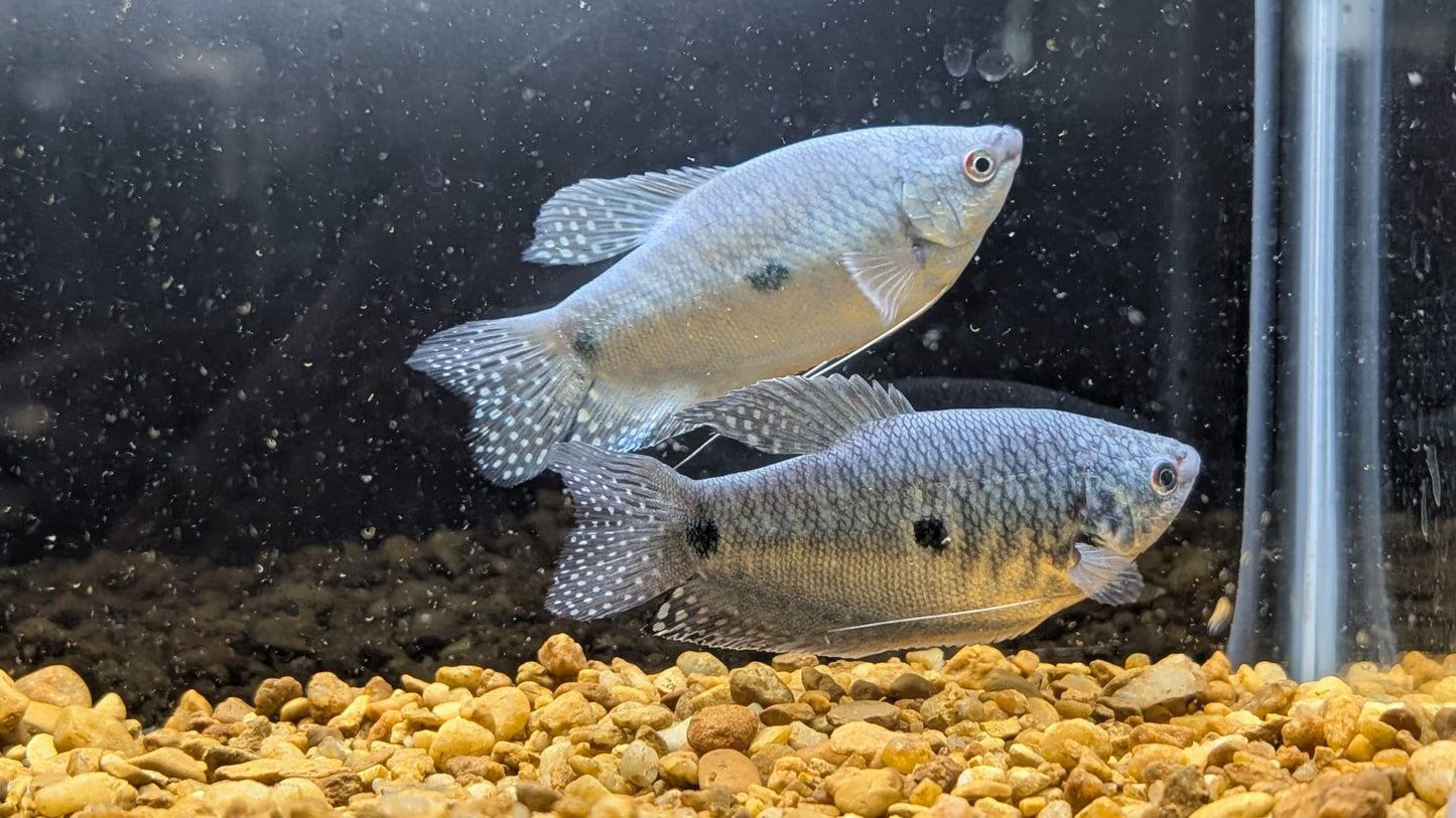 Blue Gourami