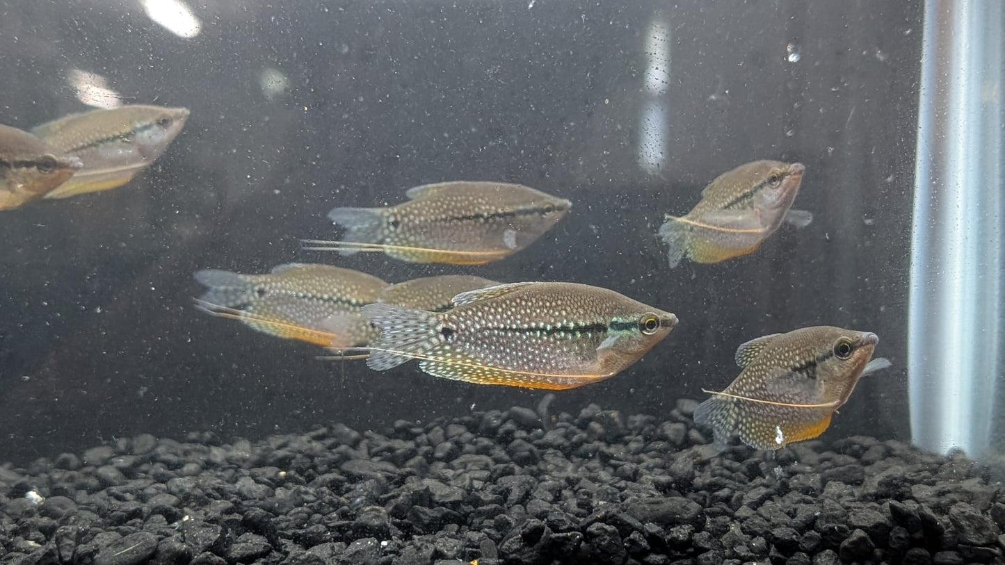 Pearl Gourami