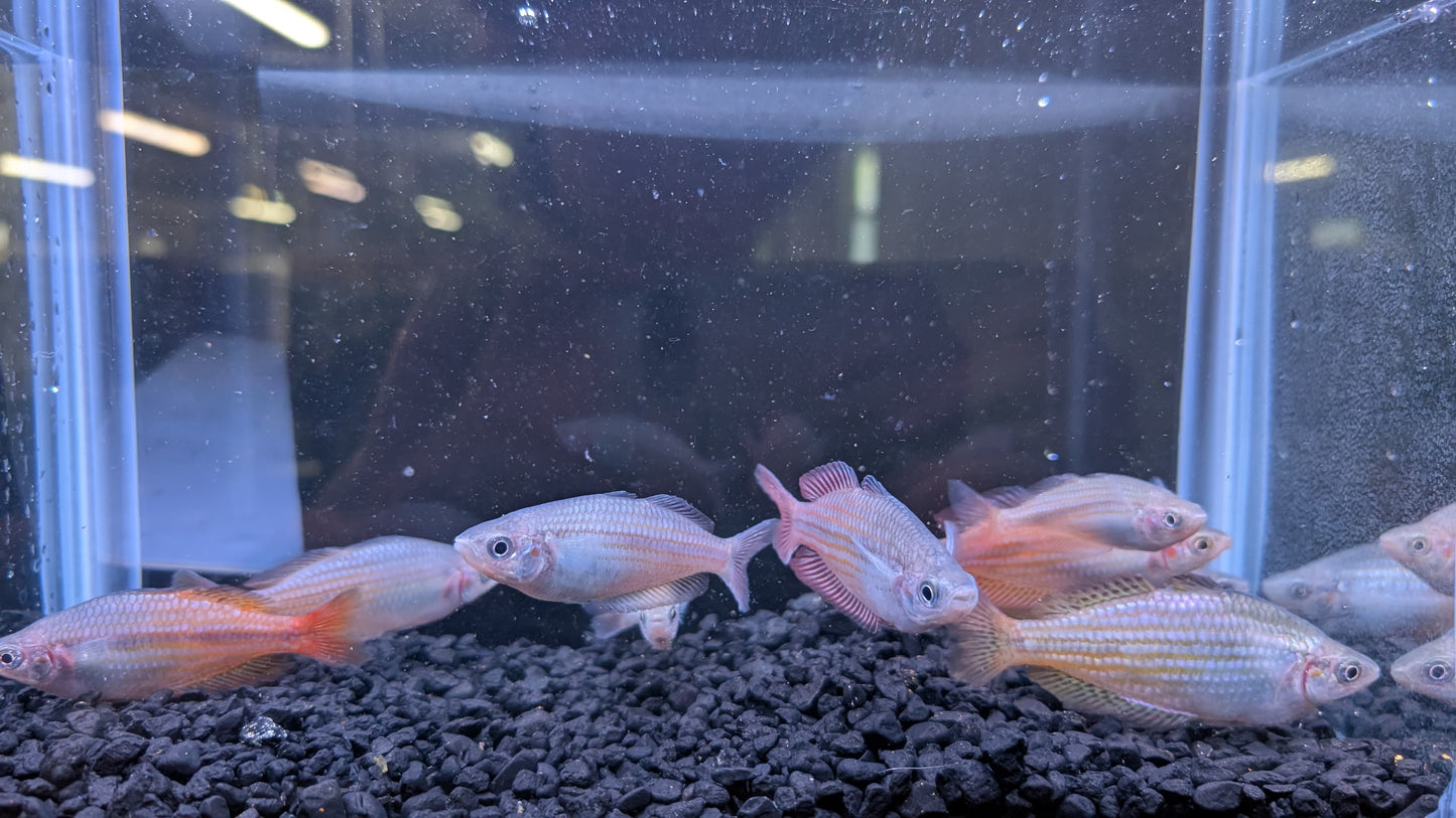 Deepwater Creek Rainbowfish
