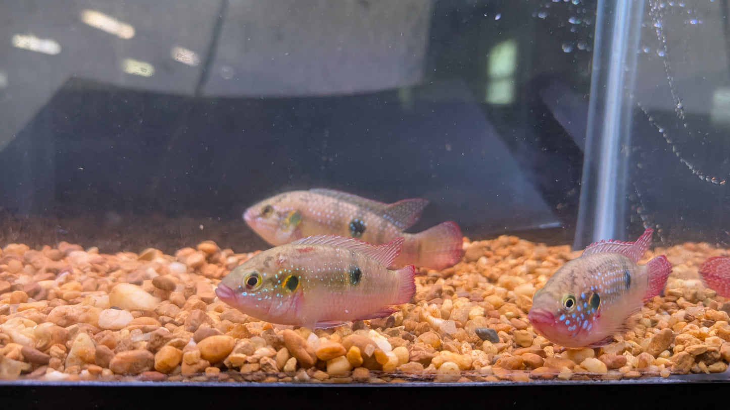 Moanda Jewel Cichlid
