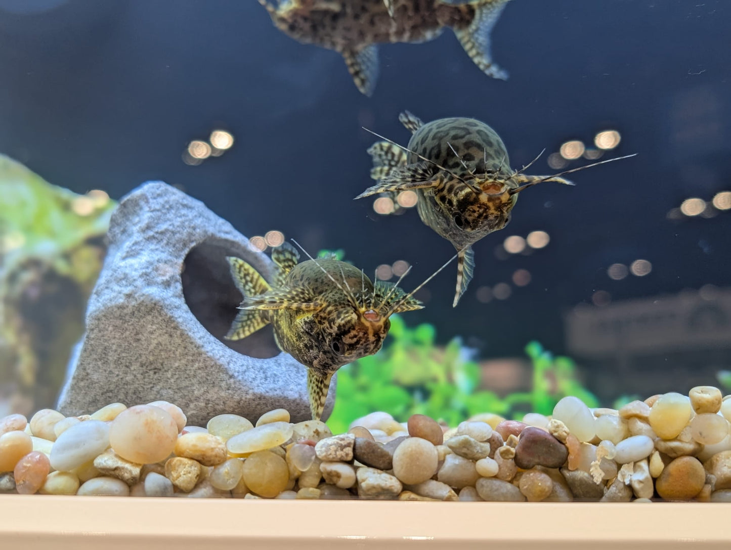 Upside Down Catfish