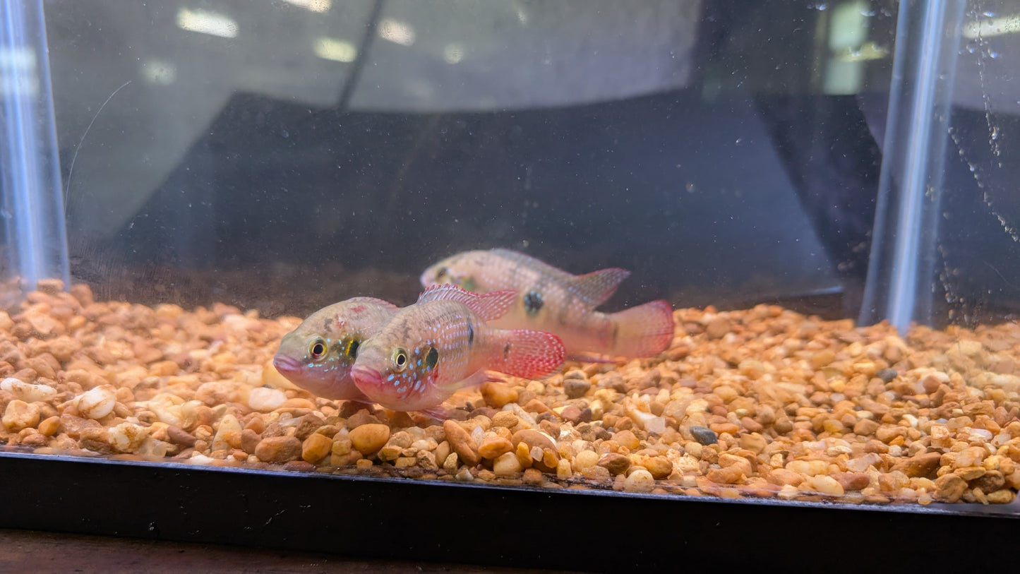 Moanda Jewel Cichlid